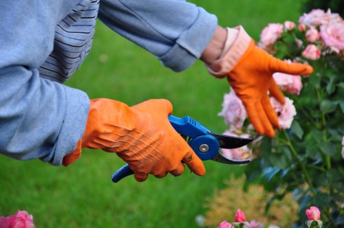 A gardener wearing bright orange gloves is trimming a lush pink flowering shrub with a pair of blue-handled pruning shears in a well-maintained garden. The garden features a neatly edged lawn with dense, green grass in the foreground, surrounded by flowering plants and shrubs, with some soil visible near the base of the bushes. In the background, there are additional garden plants and a green hedge, indicating a landscaped outdoor space typical of residential properties in Anerley. The lighting suggests a clear day, enhancing the vibrant colours of the flowers and foliage. This scene demonstrates professional pruning work, supporting lawn and garden maintenance services offered by Garden Maintenance Anerley in the local area, emphasizing detailed shrub care and garden tidiness within a natural, outdoor setting.